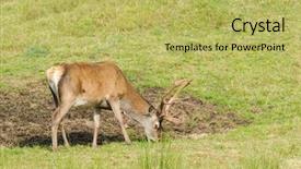  Presentation with deer - Beautiful PPT theme featuring red deer feeding - stag backdrop and a yellow colored foreground