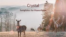  Presentation with red planet - Beautiful PPT layouts featuring red deer in morning sun backdrop and a lemonade colored foreground