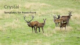  Presentation with deer - Audience pleasing PPT theme consisting of red deer in the seaward range near kaikora new zealand's south island backdrop and a soft green colored foreground