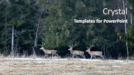  Presentation with winter forest - Colorful theme enhanced with red-deer-in-winter-forest backdrop and a tawny brown colored foreground