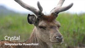  Presentation with scottish highlands - Audience pleasing theme consisting of red deer scottish highlands backdrop and a  colored foreground