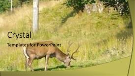  Presentation with deer - Slides featuring red deer - stag feeding at the edge of a forested area background and a yellow colored foreground