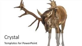  Presentation with deer - Slide deck having red deer stag in front background and a white colored foreground