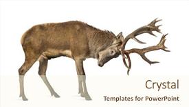  Presentation with deer - PPT theme enhanced with red deer stag in front background and a cream colored foreground