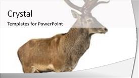  Presentation with deer - Presentation design consisting of red deer stag in front background and a white colored foreground