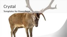  Presentation with deer - Cool new PPT theme with red deer stag in front backdrop and a white colored foreground
