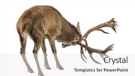  Presentation with deer - Presentation design with red deer stag in front background and a white colored foreground