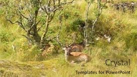  Presentation with deer - Audience pleasing slide deck consisting of red deer stag resting backdrop and a yellow colored foreground