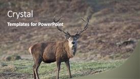  Presentation with deer - Beautiful presentation theme featuring red-deer-stands-in-uk backdrop and a gray colored foreground