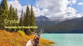  Presentation with antlers - Slide set consisting of red-deer-with-branched-antlers background and a tawny brown colored foreground