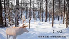  Presentation with antlers - Colorful PPT theme enhanced with red-deer-with-branched-antlers backdrop and a light blue colored foreground