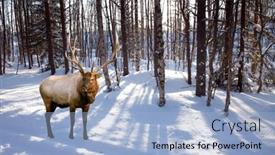  Presentation with antlers - Presentation design consisting of red-deer-with-branched-antlers background and a light blue colored foreground