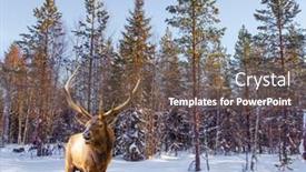  Presentation with coming soon - Amazing PPT theme having red-deer-with-branched-antlers backdrop and a gray colored foreground
