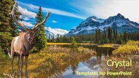  Presentation with deer - Beautiful presentation featuring red deer with branched antler backdrop and a tawny brown colored foreground