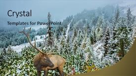  Presentation with pine forest - Theme with red deer with branched antler background and a light blue colored foreground