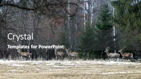  Presentation with winter forest - Audience pleasing presentation theme consisting of red-deers-in-winter-forest backdrop and a dark gray colored foreground