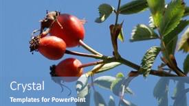  Presentation with blue rose - Cool new presentation theme with red-dog-rose-blue-sky backdrop and a teal colored foreground