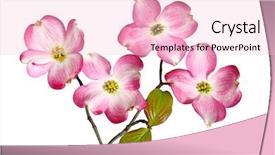  Presentation with dogwood - Beautiful presentation featuring red dogwood blossom flowers isolated backdrop and a lemonade colored foreground