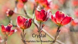  Presentation with dogwood tree - PPT theme having red dogwood tree flowers background and a  colored foreground