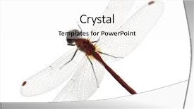  Presentation with dragonfly - Cool new slide deck with red dragonfly isolated on white backdrop and a white colored foreground