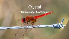  Presentation with dragonfly - PPT theme featuring red-dragonfly-on-the-wire background and a coral colored foreground
