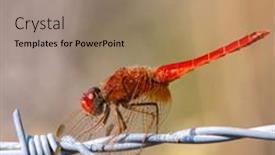  Presentation with dragonfly - Slide set with red-dragonfly-on-the-wire background and a coral colored foreground