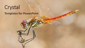  Presentation with dragonfly - Presentation theme having red dragonfly background and a coral colored foreground