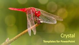  Presentation with dragonfly - Beautiful theme featuring red dragonfly backdrop and a tawny brown colored foreground