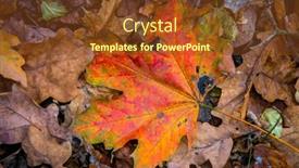  Presentation with maple leaf - Amazing presentation design having red-dry-maple-leaf-abstract backdrop and a tawny brown colored foreground