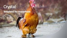  Presentation with farm - Slide set featuring red dwarf rooster in rural background and a  colored foreground