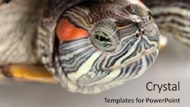  Presentation with turtle - Presentation theme having red ear turtle close-up background and a light gray colored foreground