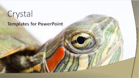  Presentation with ear - 