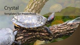 Presentation with ear - Audience pleasing presentation design consisting of red ear turtle backdrop and a coral colored foreground