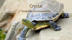  Presentation with turtle - Theme consisting of red eared slider - turtle background and a soft green colored foreground