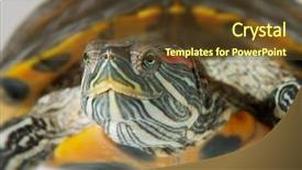  Presentation with turtle - Slides enhanced with red eared slider - turtle background and a tawny brown colored foreground