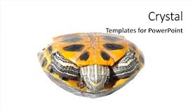  Presentation with red earedr turtle sunning - Beautiful PPT theme featuring red eared slider - turtle backdrop and a  colored foreground