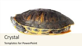  Presentation with turtle - Audience pleasing presentation theme consisting of red eared slider - turtle backdrop and a  colored foreground