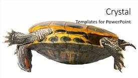  Presentation with turtle - Audience pleasing PPT theme consisting of red eared slider - upsidedown turtle backdrop and a white colored foreground