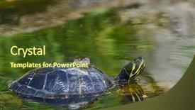  Presentation with water irrigation canals - Beautiful slide set featuring red eared slider - water turtle backdrop and a tawny brown colored foreground