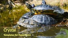  Presentation with bunch - Amazing presentation theme having red eared slider - water turtles in funny bunch backdrop and a tawny brown colored foreground
