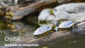  Presentation with water - Theme having red eared slider - water turtles in row marching background and a tawny brown colored foreground