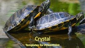  Presentation with agriculture irrigation water rights - PPT theme enhanced with red eared slider - water turtles in row marching background and a tawny brown colored foreground