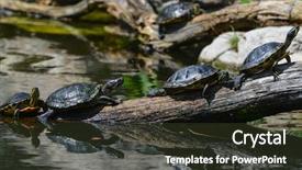  Presentation with sustainable development water - Presentation design having red eared slider - water turtles in row marching background and a tawny brown colored foreground