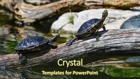  Presentation with vetiver system waste water treatment - Presentation theme consisting of red eared slider - water turtles in row marching background and a tawny brown colored foreground