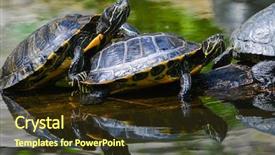  Presentation with water ways - PPT layouts featuring red eared slider - water turtles in row marching background and a tawny brown colored foreground