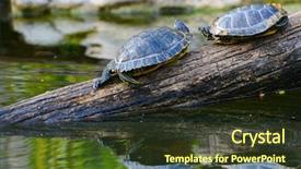  Presentation with water transmission - Amazing theme having red eared slider - water turtles on a log backdrop and a tawny brown colored foreground