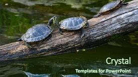  Presentation with water - PPT layouts consisting of red eared slider - water turtles on a log background and a wine colored foreground