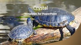  Presentation with water management resourse - Slide deck with red eared slider - water turtles sunbathing background and a coral colored foreground