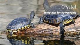  Presentation with images of water - Cool new presentation theme with red eared slider - water turtles sunbathing backdrop and a gray colored foreground