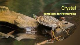  Presentation with red stripe - Slides having red-eared slider red-eared background and a tawny brown colored foreground
